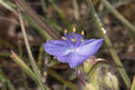 Hairyflower spiderwort